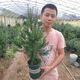 耐寒正宗東北紅豆杉樹苗大樹綠植花卉盆栽盆景植物室內(nèi)好養(yǎng)紅 5年_紅豆杉_40-60cm單株_備 帶盆栽好