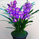 艾瑩超香名貴蘭花【金玉滿(mǎn)堂】濃香大花朵盆栽室內花卉建蘭綠植蘭草 紫色妖姬5苗連體
