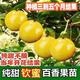 欽蜜9號百香果苗廣西純甜黃金百香果四季當年結果南方庭院盆栽 2棵 欽蜜9號百香果嫁接苗 帶土帶葉（高30-40cm）當年結果