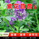 瑋藝進(jìn)口牧草種籽魚(yú)草種子喂魚(yú)豬牛羊雞鴨鵝四季可種耐寒闊葉高丹草種 紫花苜蓿凈籽一斤