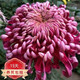種花迷菊花盆栽植物開(kāi)花大菊花帶花苞乒乓菊長(zhǎng)壽花盆栽植花卉 龍爪菊（ 加紫（苗5棵）