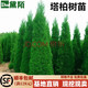 黛陌塔柏樹(shù)苗柏苗松柏樹(shù)苗掃墓墓地松樹(shù)苗柏樹(shù)苗四季長(cháng)青工程綠化苗木 1-1.2米高 壯苗