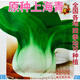 原種上海青種子 四季春季秋季油菜白菜種子蔬菜種子四月慢五月慢 原種上海青種子(耐熱耐寒) 原裝一包15克約6000粒
