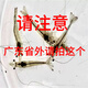 一代南美白對蝦苗 高抗淡化白對蝦淡水蝦苗基圍蝦苗 淡水基圍蝦苗 100只試水苗省外順豐快遞