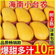 栩季（XUJI）小臺芒海南臺農(nóng)芒果9斤新鮮現(xiàn)摘應(yīng)當(dāng)季熱帶水果特產(chǎn)甜金玉青煌芒 精選9斤中果