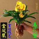 矮種墨蘭 金邊線(xiàn)藝蘭花苗 室內盆栽花卉綠植 金鳳凰 一顆3苗連體