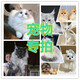 祥記萌奇寵物貓幼貓活體 寵物級(jí)