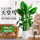 臨雅天堂鳥(niǎo)盆栽室內客廳大型綠植辦公室大葉植物花卉鶴望蘭新房去甲醛 天堂鳥(niǎo)1.4-1.6米+白棱形盆
