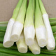 采緹（CAITI）茭白菜新鮮蔬菜批發(fā)鮮嫩水筍野生鮮茭白 精品帶殼發(fā)貨 3斤
