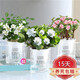 聽雪樓綠植發(fā)財樹擺件盆栽植物室內(nèi)小盆景辦公室桌面客廳花卉盆栽盆景 【3盆】梔子花+九里香+金枝玉葉 含盆