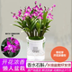 溥畔七彩香水石斛蘭花帶花苞好養濃香型花卉綠植物盆栽可水培土培室內 澳洲香水10-12苗帶花苞+懶人盆