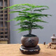 文竹盆栽植物室內(nèi)凈化空氣辦公室桌面好養(yǎng)盆栽四季常青HBSAR002 文竹+舍得瓷盆+黑沙鋪面+圓底座