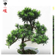 申堰實(shí)拍羅漢松樹樁盆栽雀舌米葉羅漢松盆景 羅漢松s形狀 不含盆 雀舌羅漢松苗1顆