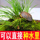 可以直接種水里水培植物石菖蒲水菖蒲吸水石烏龜缸魚缸雨林缸假山草坪附石菖蒲盆景菖蒲造景客廳室內(nèi)綠植 1盆石菖蒲/可種水里/8cm塑料盆/也叫水菖蒲