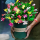 御卉閣 蟹爪蘭盆栽花苗綠植花卉室內陽(yáng)臺辦公室客廳擺放四季開(kāi)花植物 蟹爪蘭多色一盆20棵含加侖盆