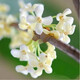 鼎曳嫁接桂花樹(shù)樹(shù)苗流蘇樹(shù)四季桂耐寒庭院八月桂開(kāi)花金桂丹桂盆栽地栽 四季桂 5公分粗【四季常青】