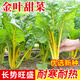 種菜記 金葉甜菜種子葉用紅甜菜帕布魯甜菜根種籽耐熱蔬菜 甜菜頭種孑 金葉甜菜30粒