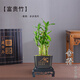 綠有意步步高觀音竹富貴荷花竹水養(yǎng)土培盆栽室內(nèi)桌擺植物吸甲醛水培植物 步步高富貴竹（方形舍得密胺托盆 含盆