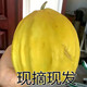 丑八怪香瓜湖北八里香黃蜜瓜八方瓜甜瓜脆瓜新鮮水果現(xiàn)摘現(xiàn)發(fā)5斤 5斤 500克左右