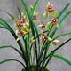 名貴蘭花苗 逸虹雙驕 建蘭室內(nèi)好養(yǎng)桌面花卉蘭草 【逸紅雙嬌】 【精選6苗】適合中盆//不帶花苞