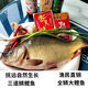 黑龍江土特產(chǎn)冷水三道鱗大鯉魚(yú)鋰拐子無(wú)鱗魚(yú)新鮮整條鮮活速凍水產(chǎn) 3斤三道鱗一條