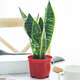金邊虎皮蘭盆栽辦公室內客廳綠植凈化空氣吸甲醛盆栽好養四季常青 簡(jiǎn)易盆虎皮蘭25厘米左右 含盆