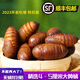 鮮有志2024年東北特產(chǎn)A級大黃柞蠶蛹新鮮活蟬蛹活體大繭蛹500g 4-5cm大二黃蠶蛹【500克 順豐】