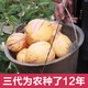 村花家（CUNHUAJIA）【順豐發(fā)貨】甘肅民勤人參果大果黃肉熟果人生果長(zhǎng)果圓果新鮮水果 8斤中果（凈重） 人參果