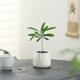 八芽海島羅漢松指尖微型盆栽桌面小綠植迷你拇指好養植物源頭直發(fā)包郵 羅漢松-白小雪梨盆 陶瓷盆-帶盆栽好