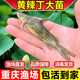 棠仲承大號黃辣丁魚(yú)苗黃顙魚(yú)昂刺三角峰黃鴨叫重慶四川本地淡水冷水養殖活體良種苗黃骨魚(yú)幼苗 5-7公分600條送60條防損黃辣丁苗