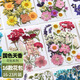 澳顏萊 真樹葉植物標(biāo)本干花壓花幼兒園手工貼畫diy材料包制作書簽真花朵 干花19片【國色生香系列A款】