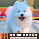 伊寵純種薩摩耶幼犬寵物狗狗活體小狗活物幼崽微笑天使雪橇犬 寵物級 S級 公