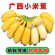 相遇紅顏廣西小米蕉軟糯酸甜 小香蕉現(xiàn)摘青色果實(催熟食用) 廣西小米蕉 5斤 通貨