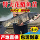 花鰱魚苗大規(guī)格淡水養(yǎng)殖活體大頭魚食用半斤胖頭魚雄魚鰱鳙魚苗 26條10-13厘米花鰱魚苗加4條損