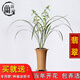 細葉寒蘭蘭花苗  冬帶花苞出售室內辦公室盆栽好養(yǎng)花卉綠植草 寒蘭翡翠2苗促銷，送肥/送說明書 不含盆