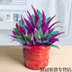 春枝韻盆栽油畫吊蘭花卉植物室內(nèi)花好養(yǎng)凈化空氣辦公桌面觀葉綠植 140#紫露蘭一棵裝(不含盆) 帶盆栽好