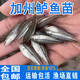 鱸魚苗活體淡水養(yǎng)殖食用鮮活魚苗批發(fā)淡水魚大口黑鱸路亞兇猛肉食冷水觀賞魚優(yōu)鱸3號加州鱸魚魚苗 優(yōu)質(zhì)鱸魚苗10條4-6厘米【多發(fā)10%防損】