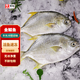 海升東深海金鯧魚(yú)特大 金昌魚(yú)鮮活冷凍 平魚(yú) 生鮮 魚(yú)類(lèi)鯧魚(yú) 海鮮水產(chǎn) 3條【1.6斤左右/條】?jì)糁責o(wú)冰