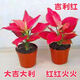 吉利紅盆栽紅富貴室內花卉植物客廳綠植好養四季開(kāi)花易活水培花卉 【好運連連】吉利紅單顆原土2盆
