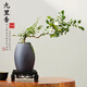 臨雅小葉飄枝九里香新中式盆景綠植辦公室桌面盆栽源頭直發(fā)含盆方底