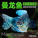 森悠（SARYOR）曼龍魚熱帶觀賞魚活魚淡水小型五彩麗麗魚好養(yǎng)耐活不打氧 【雙色】4-6cm黃+藍曼龍4條
