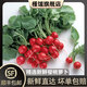 槿饈櫻桃蘿卜1-5斤 迷你小紅蘿卜 新鮮蔬菜小圓蘿卜 水果小蘿卜 1000g
