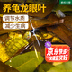 瘋狂水草龍眼葉養龜免煮天然造景植物魚(yú)缸擺件龍眼葉50-60片