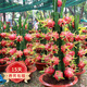 歐悟【買2顆送1顆】火龍果苗南方北方庭院陽臺(tái)盆栽地栽紅心火龍果樹苗 紅心 六年苗（結(jié)果多多）