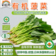 彩虹雨 北京農場(chǎng)有機小菠菜250g   歐盟認證有機蔬菜 自農場(chǎng)新鮮直發(fā)菠