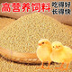 小雞活寵物小雞活苗家養(yǎng)觀賞小黃雞網紅萌寵雞活體幼崽迷你雞幼苗 寵物小黃雞飼料1斤