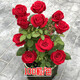 玫瑰花種籽子四季播種開(kāi)花易活室內室外花卉植物盆栽庭院鮮花種子 紅玫瑰100粒