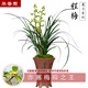華香園蘭花 程梅 蕙蘭濃香型 辦公室內(nèi)盆栽盆景綠植盆栽花卉 程梅 1苗 不帶花苞  裸根發(fā)貨