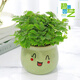 馨音含羞草小盆栽室內(nèi)陽臺植物四季常青易種花卉怕羞草害羞草趣味植物 含羞草【綠色微笑陶瓷盆】1盆 含盆