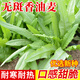 種菜記園藝蔬菜種子四季小蔥生菜種籽早熟小白菜小油菜籽柳葉空心菜生菜 油麥菜5克/袋